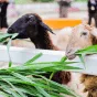 搜索 - 问鼎娱乐直播APP